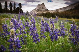 Lupines.jpg