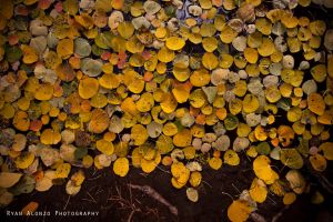untitled-108.jpg