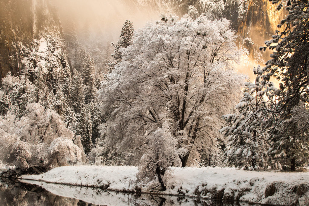 Snow-laden trees beside a winter river in warm morning light