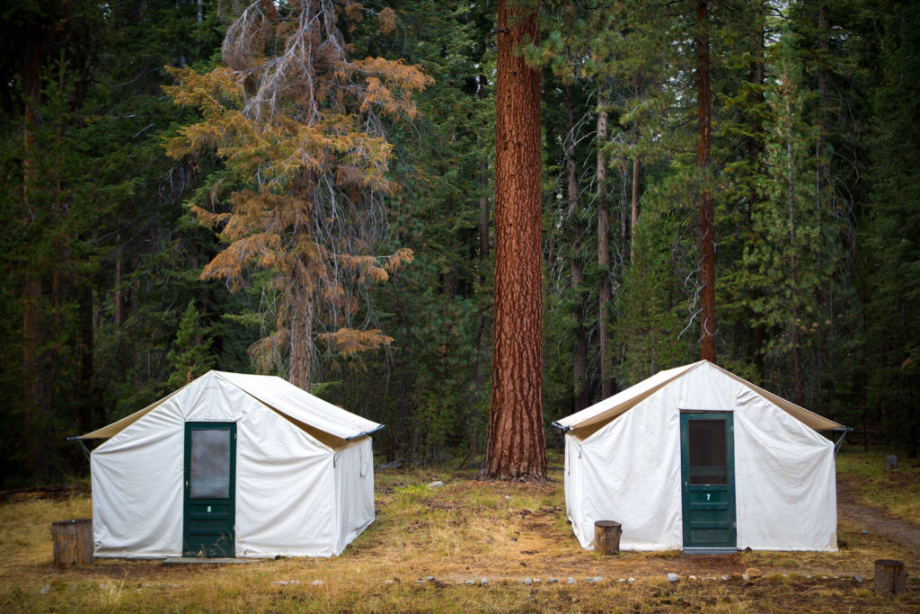 Two canvas tent cabins among tall forest trees
