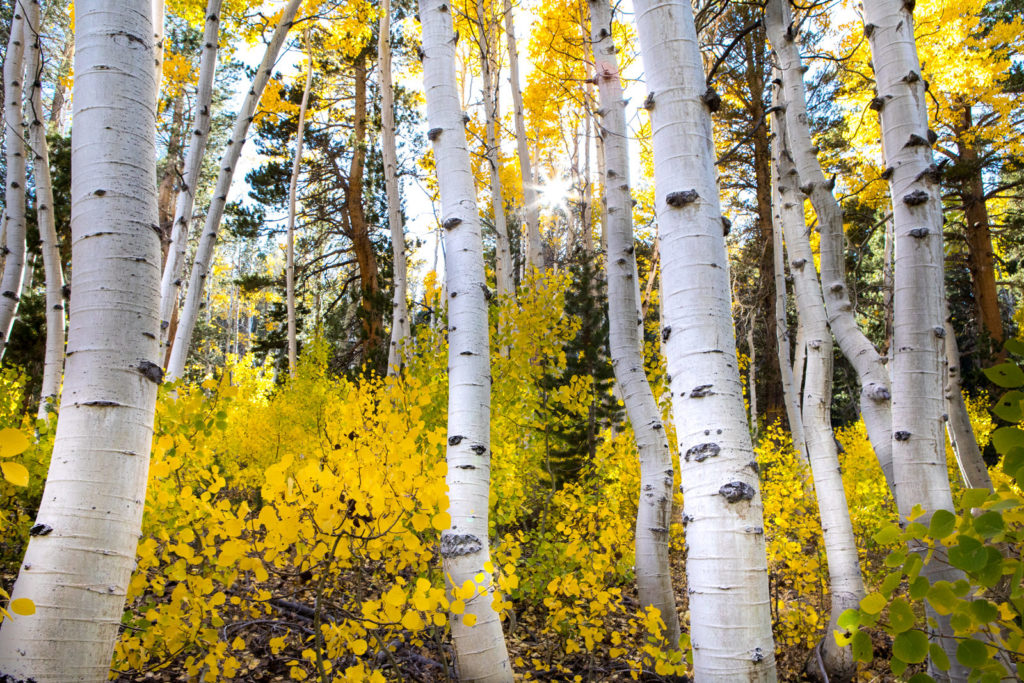 White aspen trunks surrounded by golden autumn leaves
