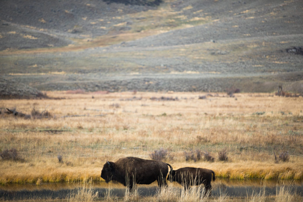 Bison and a calf standing in an open grassland