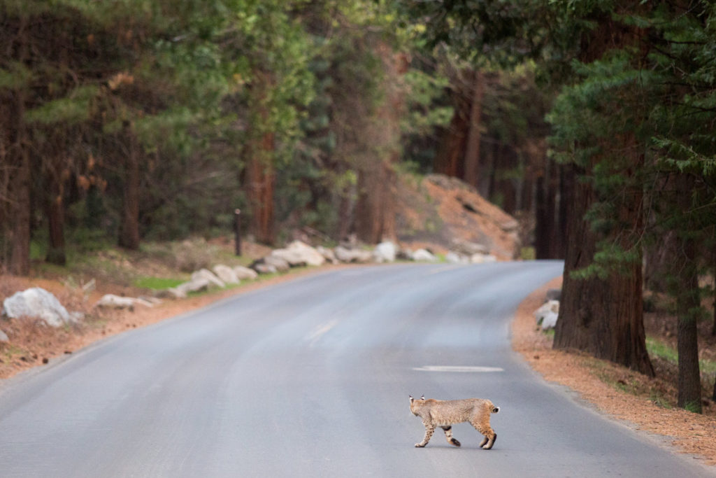 Coyote crossing a quiet forest road