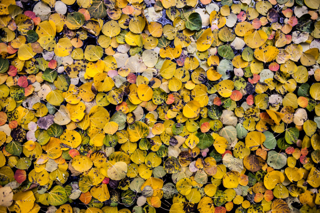 Fallen yellow aspen leaves covering the forest floor