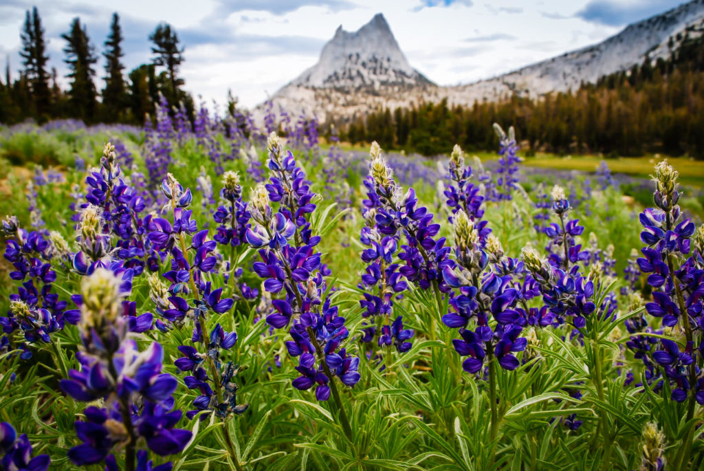 Purple lupines in a mountain meadow beneath a granite peak