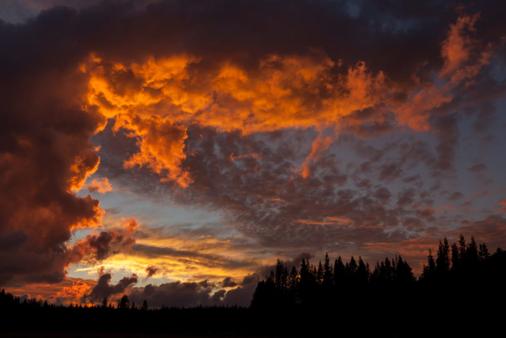 Fiery orange sunset clouds above silhouetted evergreen trees