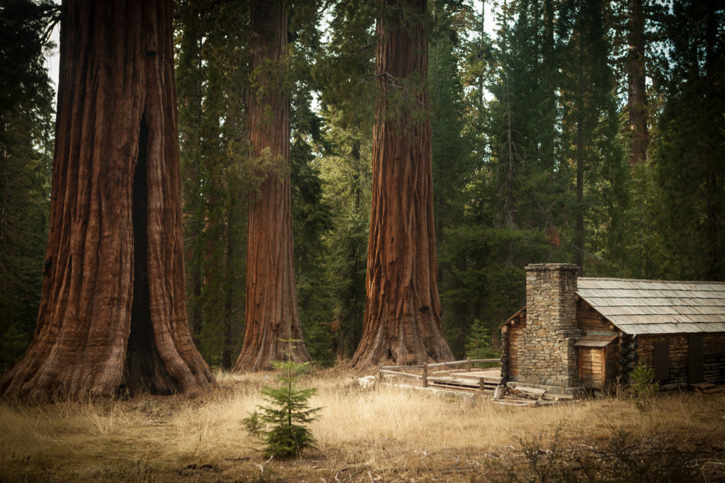 Historic stone cabin among towering giant sequoia trees