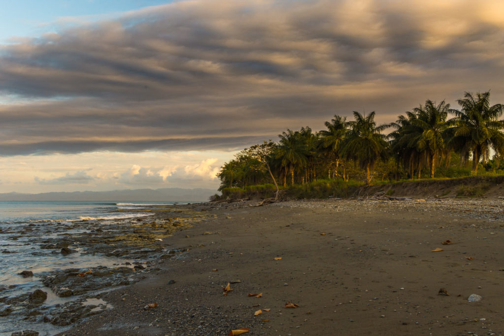 Palm-lined tropical coast beneath an overcast evening sky