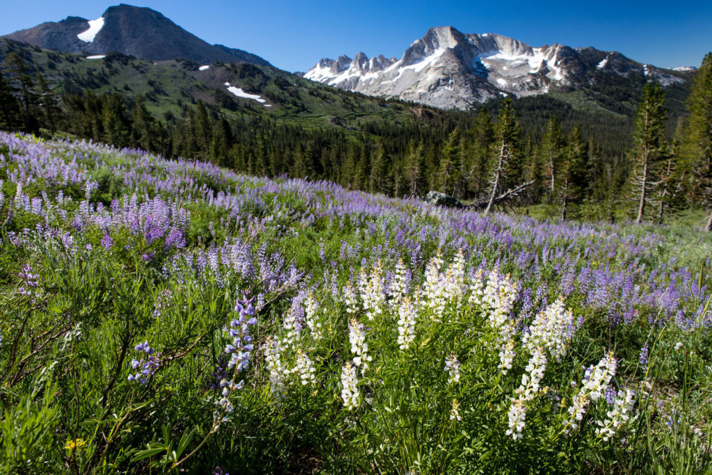 Purple and white lupines across a mountain meadow beneath snowy peaks