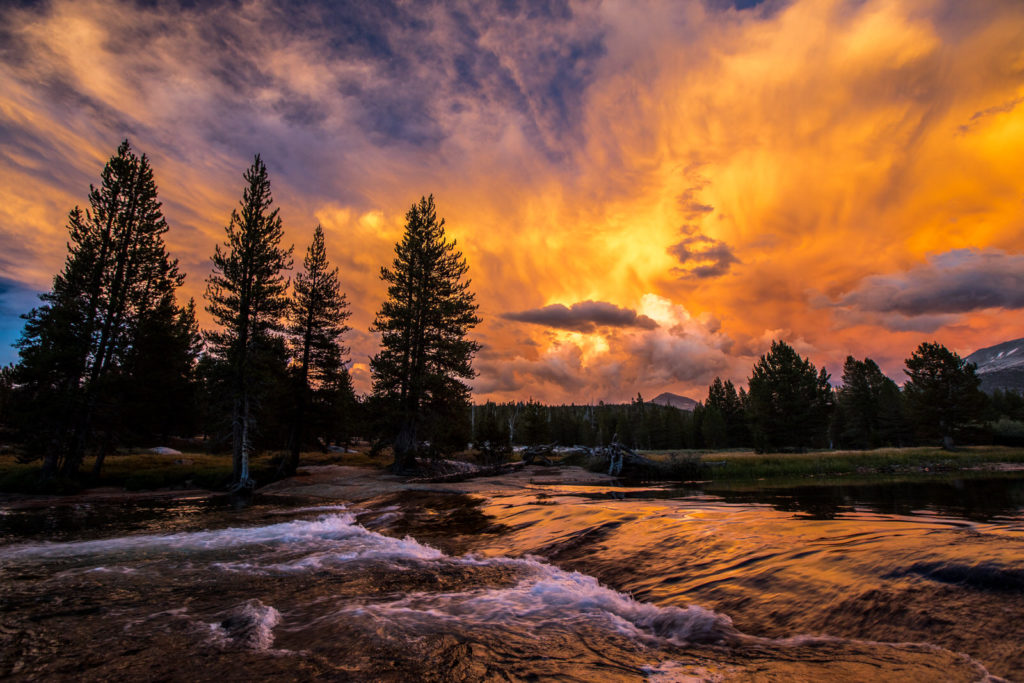 Golden sunset reflected in river rapids beside silhouetted pines