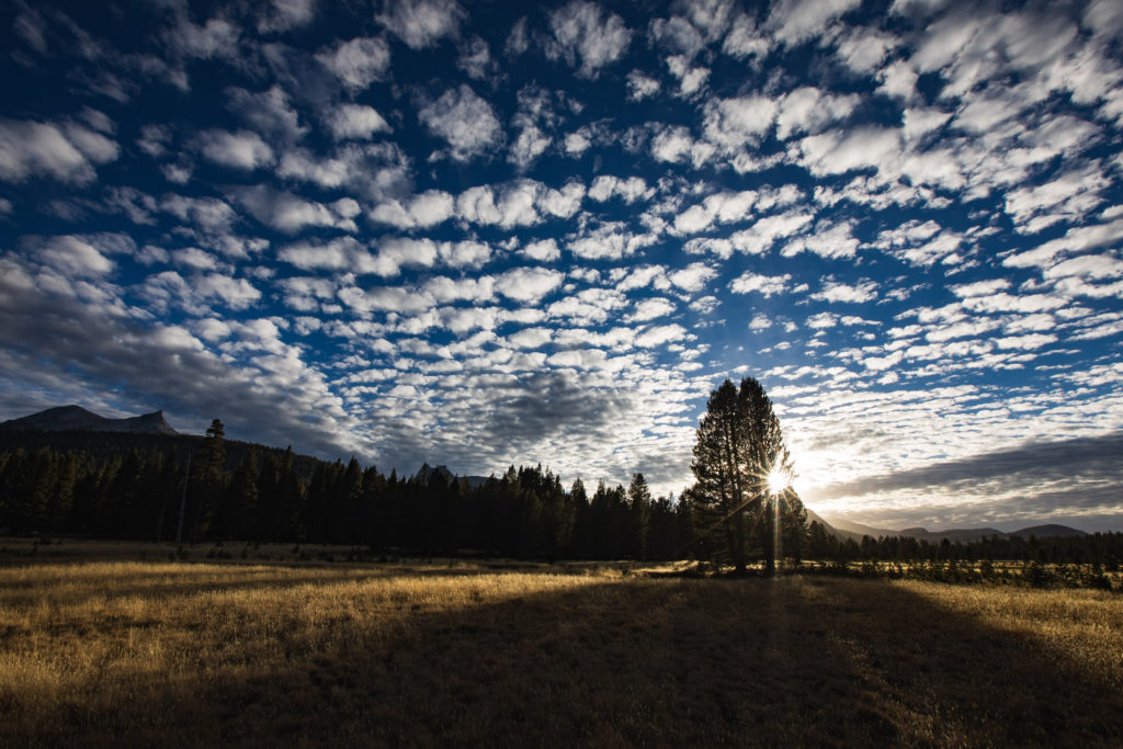 Sunlight through a pine tree beneath rippled clouds over a meadow