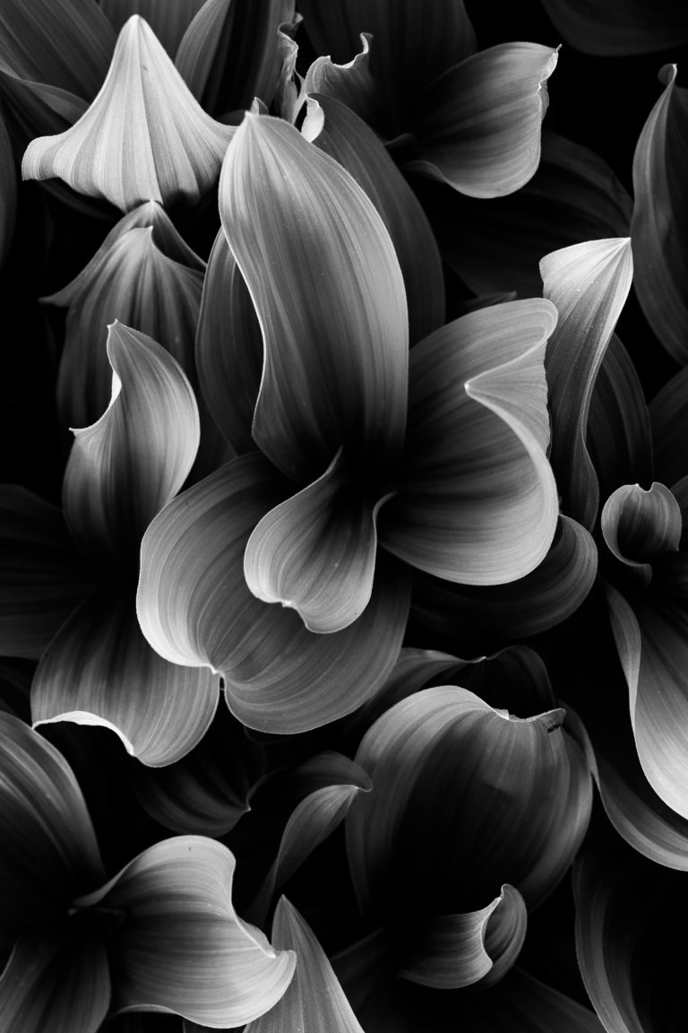 Black-and-white close-up of curled corn lily leaves