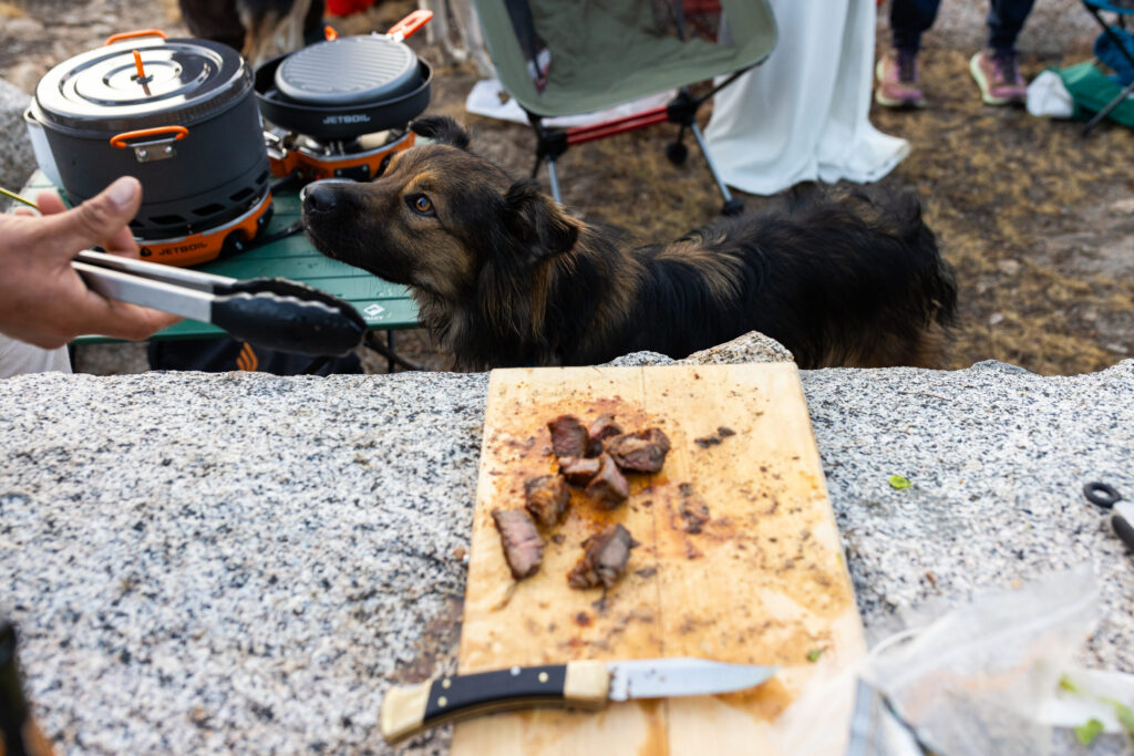 Dog waiting beside camp cookware and a freshly prepared meal