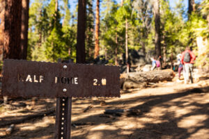Trail sign among pine trees on the way to an overlook