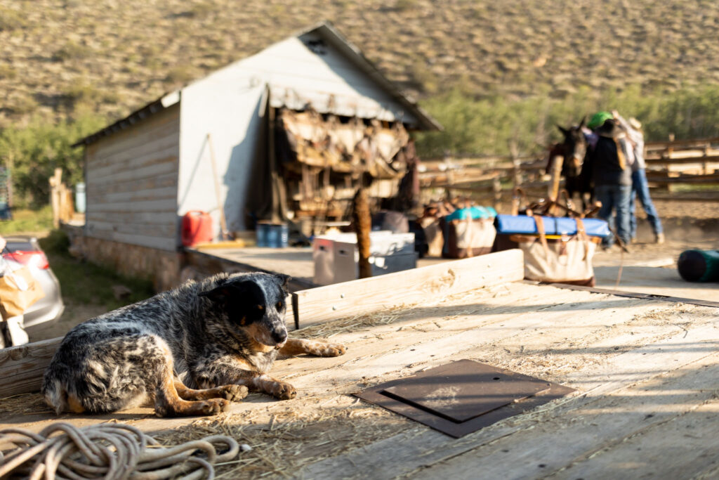 Dog resting outside a mountain pack station